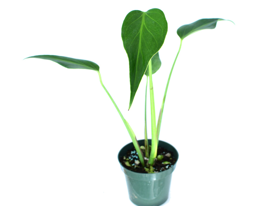 Monstera Burle Marx's Flame (S)