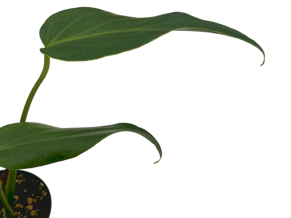 Monstera Burle Marx's Flame (S)