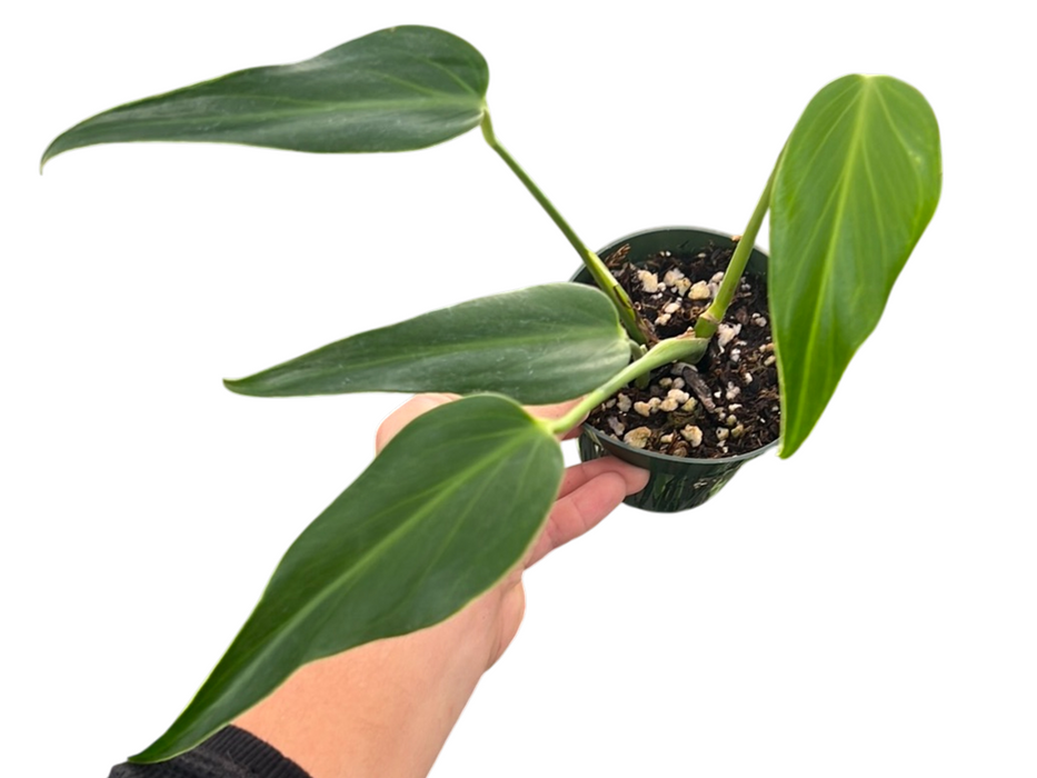 Monstera Burle Marx's Flame Seedling - Rare Variegated Aroid