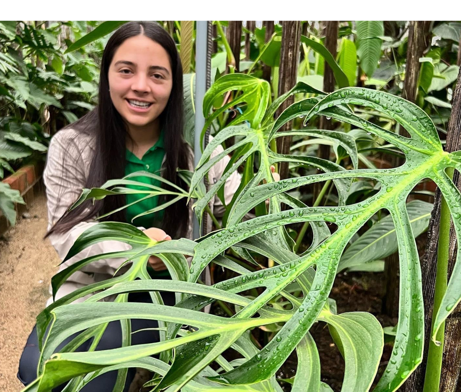 Monstera Burle Marx's Flame
