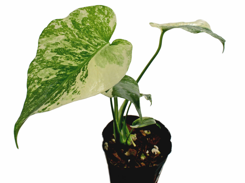 Monstera 'White Monster' - Variegated Split-Leaf Plant | Dramatic