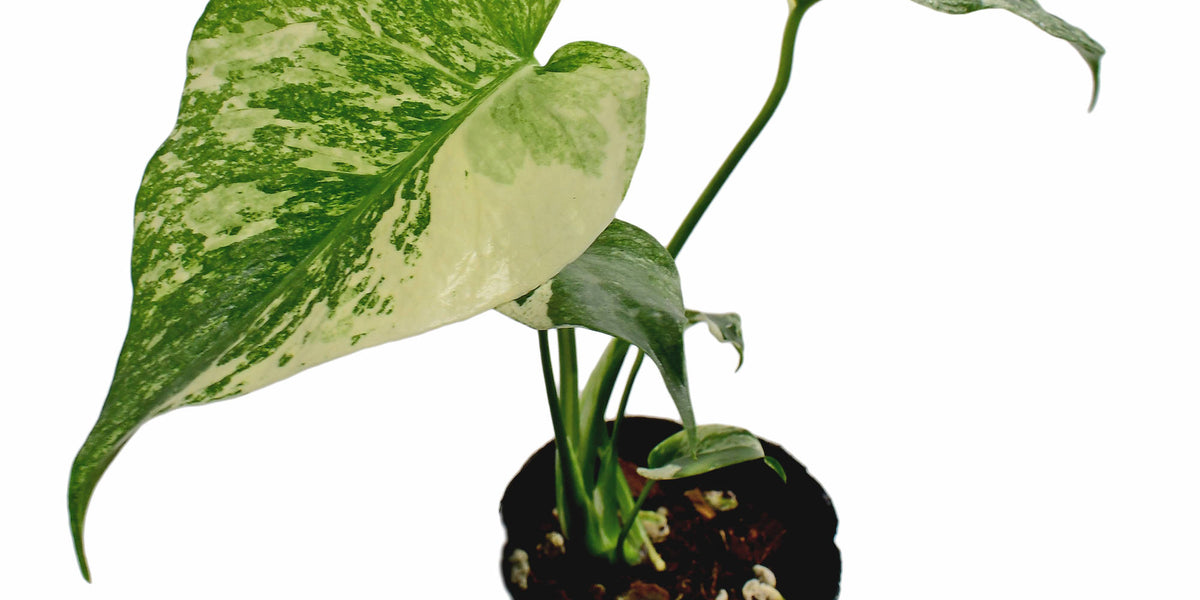 Monstera 'White Monster' - Variegated Split-Leaf Plant | Dramatic