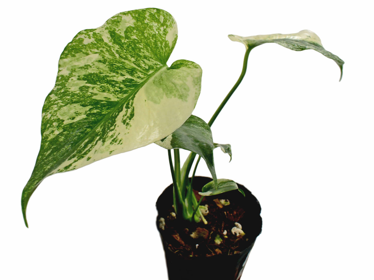 Monstera 'White Monster' - Variegated Split-Leaf Plant | Dramatic