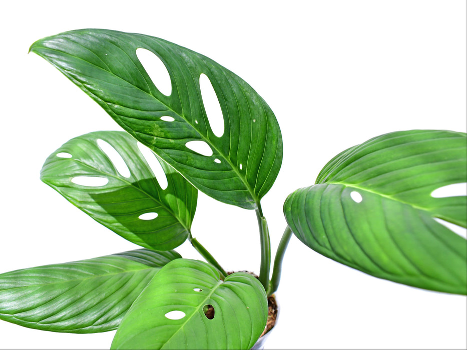Monstera Limon (Big)