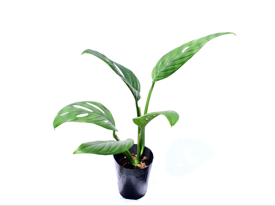 Monstera Limon (Big)