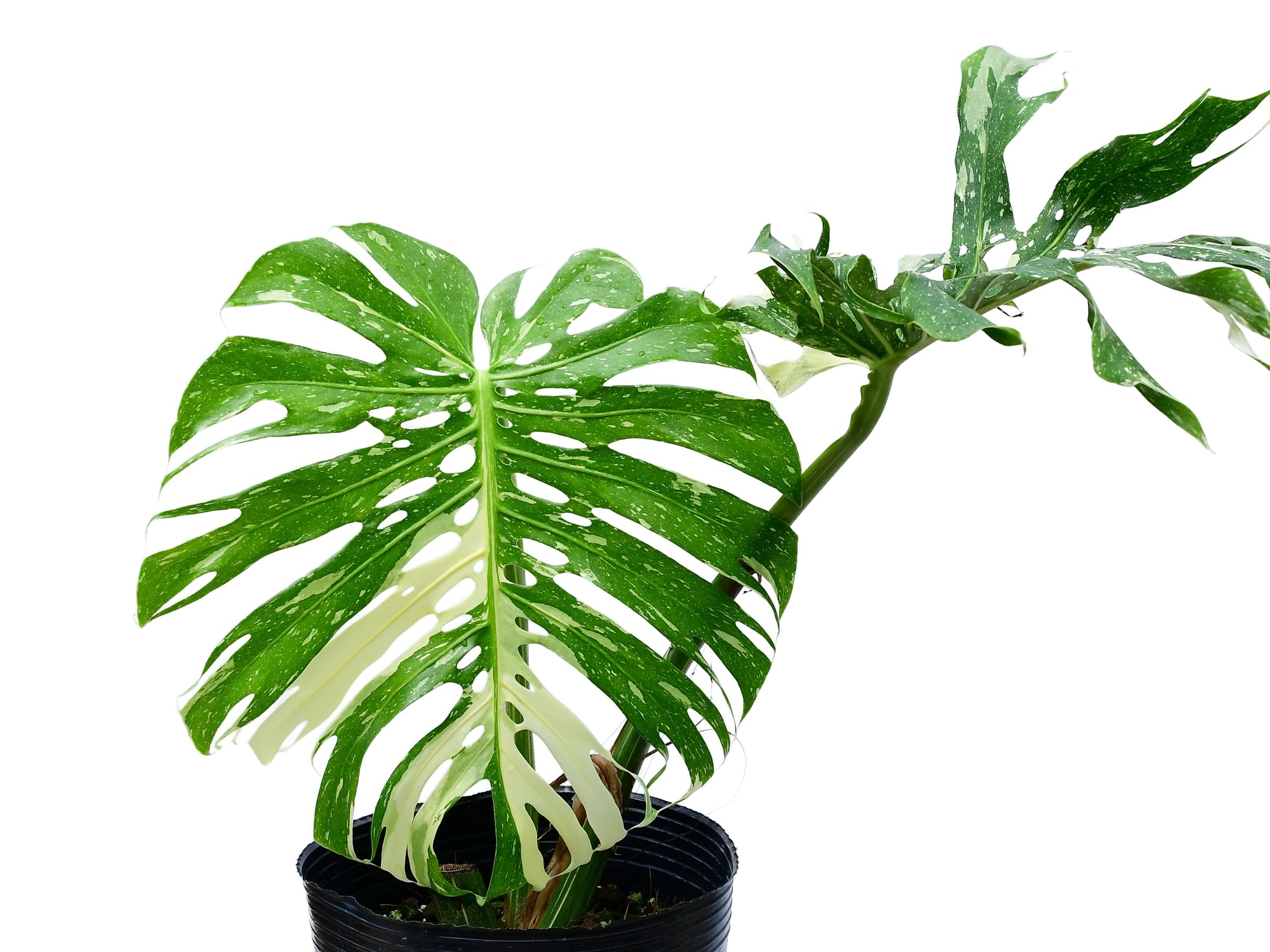 Monstera Thai Constellation — Ecuagenera USA Corp