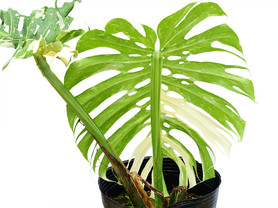 monstera thai constellation near me Monstera Thai Constellation — Ecuagenera USA Corp
