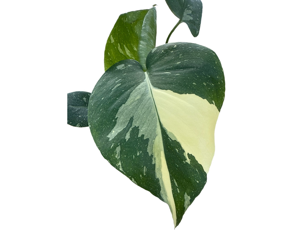 xinu monstera Monstera deliciosa var. sierrana (Hawaiian Form) – The Plant Lady SF main image 1