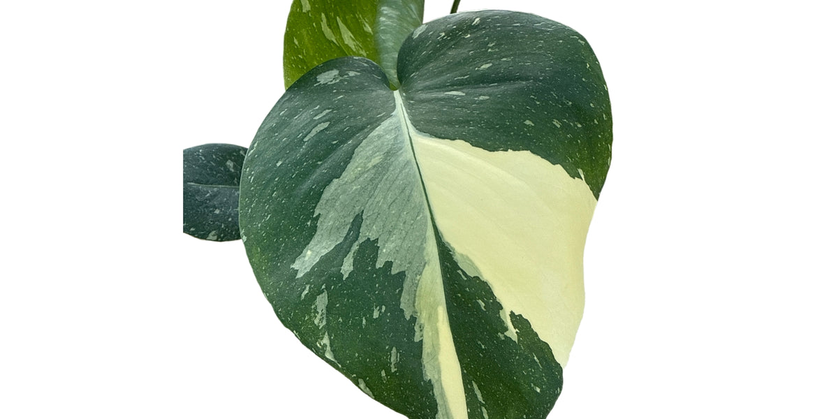 Monstera Thai Constellation Seedling - Rare Variegated Aroid