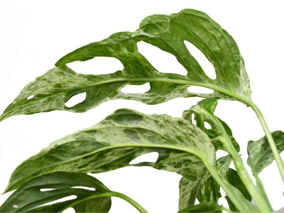 Monstera adansonii 'Indonesian Marble'