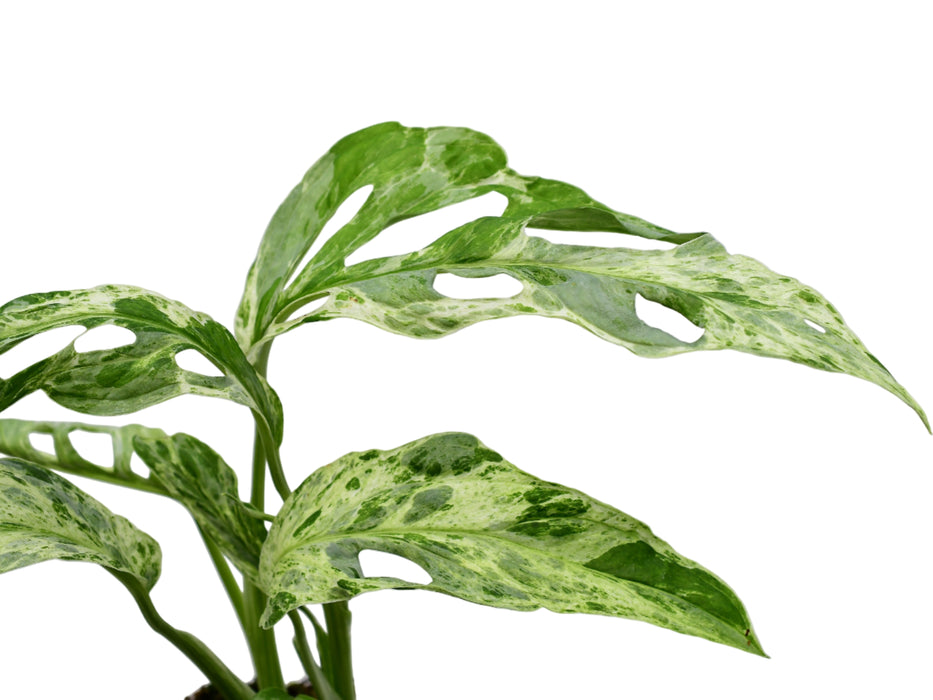 Monstera adansonii 'Indonesian Marble'