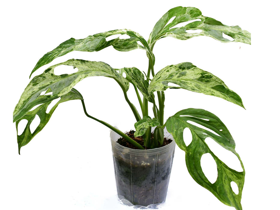 Monstera adansonii 'Indonesian Marble'