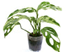 Monstera adansonii 'Indonesian Marble'