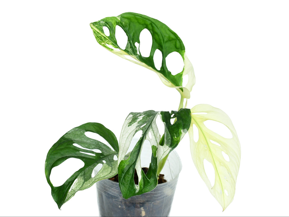 Monstera adansonii variegada