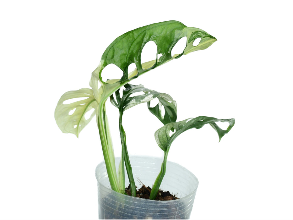 Monstera adansonii variegada