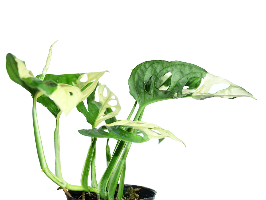 Monstera adansonii variegada