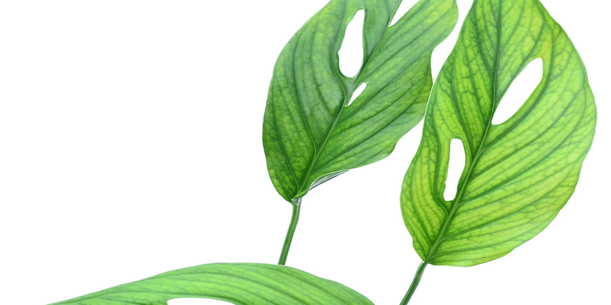 pothos golden plant Golden Pothos main image 0