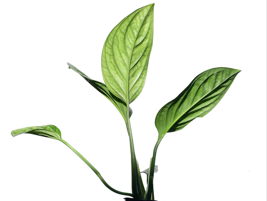 Monstera aureopinnata