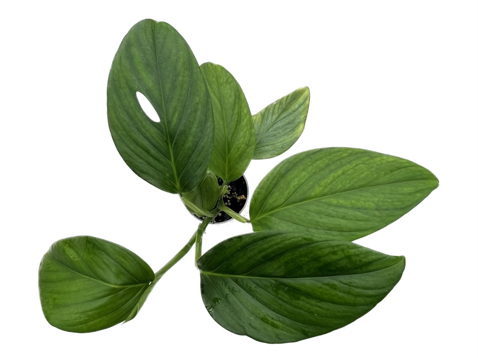 Monstera aureopinnata cf