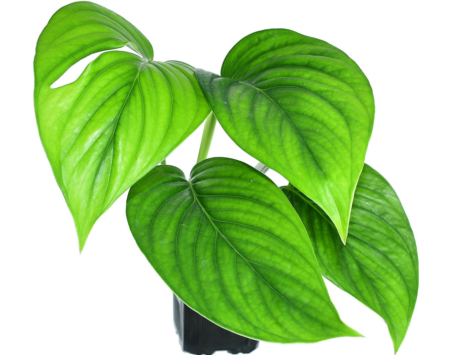 Monstera aureopinnata