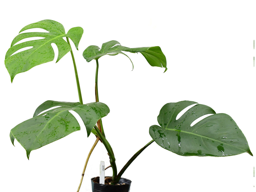 Monstera deliciosa - Classic Split-Leaf Plant