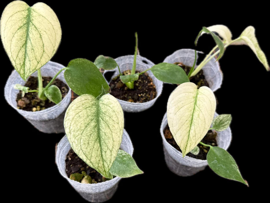 Monstera 'White Monster' - Variegated Split-Leaf Plant | Dramatic