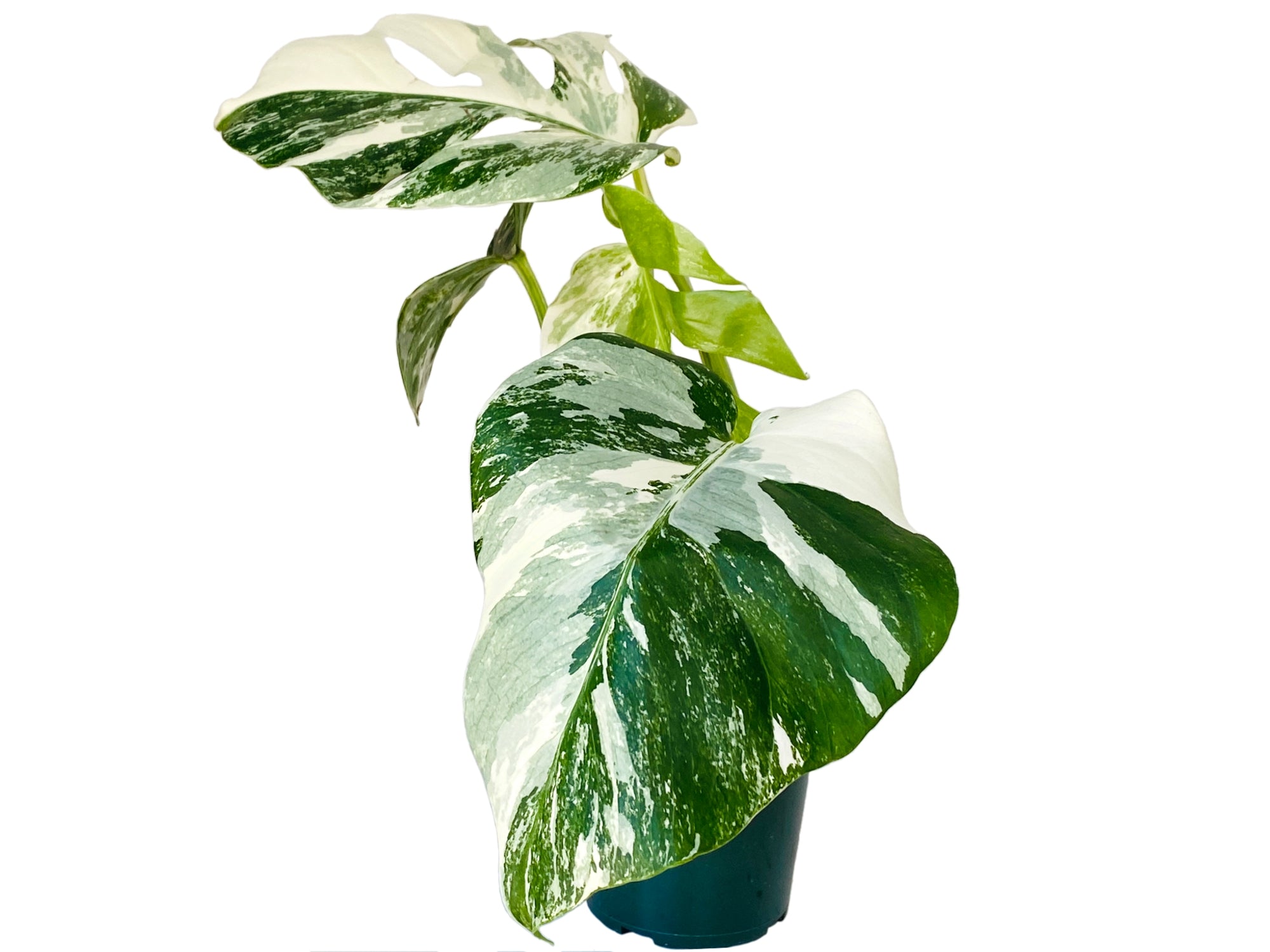 モンステラ・ポトス Monstera Deliciousa Skeleton(Variegated) Monstera deliciosa albo variegated — Ecuagenera USA Corp