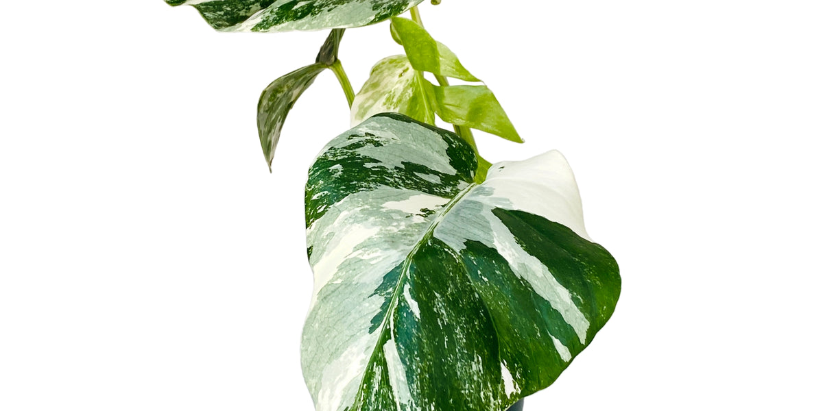 monstera deliciosa albo variegata nz Monstera deliciosa albo variegated — Ecuagenera USA Corp