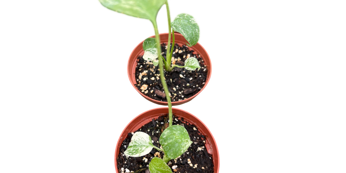 Monstera deliciosa mint variegated (seedling) — Ecuagenera USA Corp