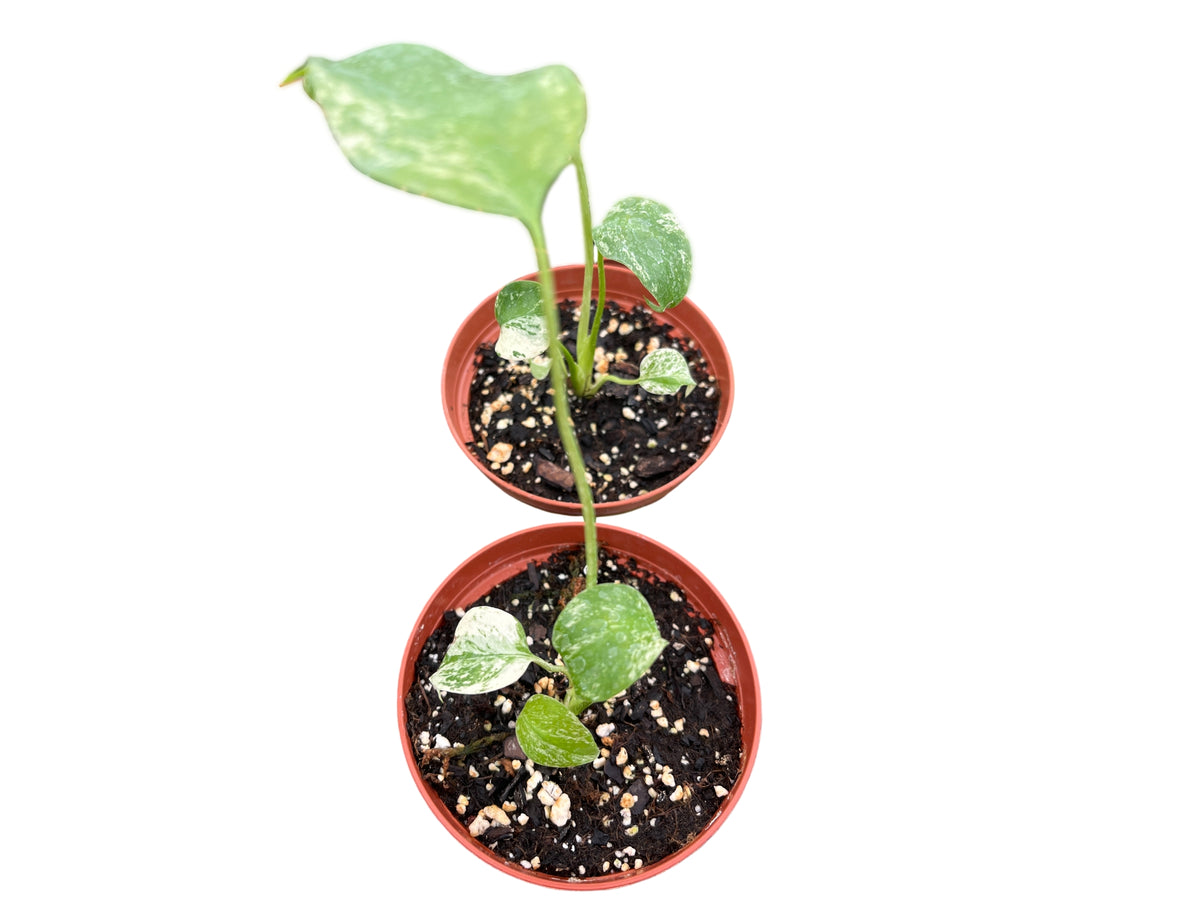 Monstera deliciosa mint variegated (seedling) — Ecuagenera USA Corp