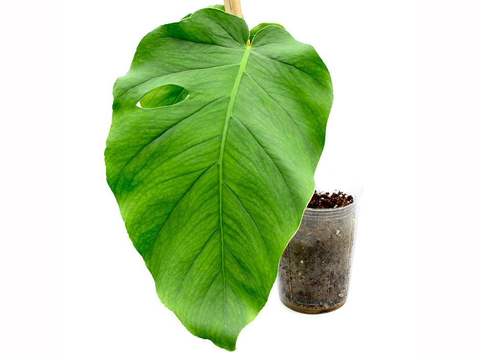 Monstera dubia (Big)