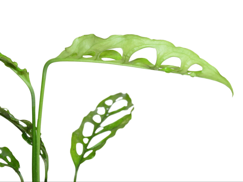 Monstera obliqua Peru