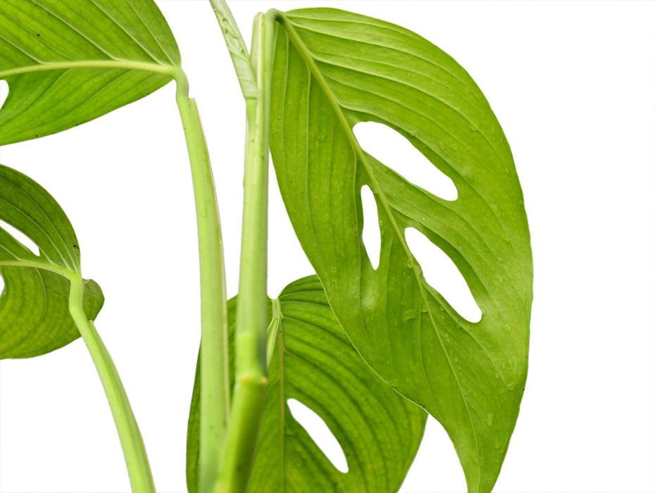 Monstera obliqua complex