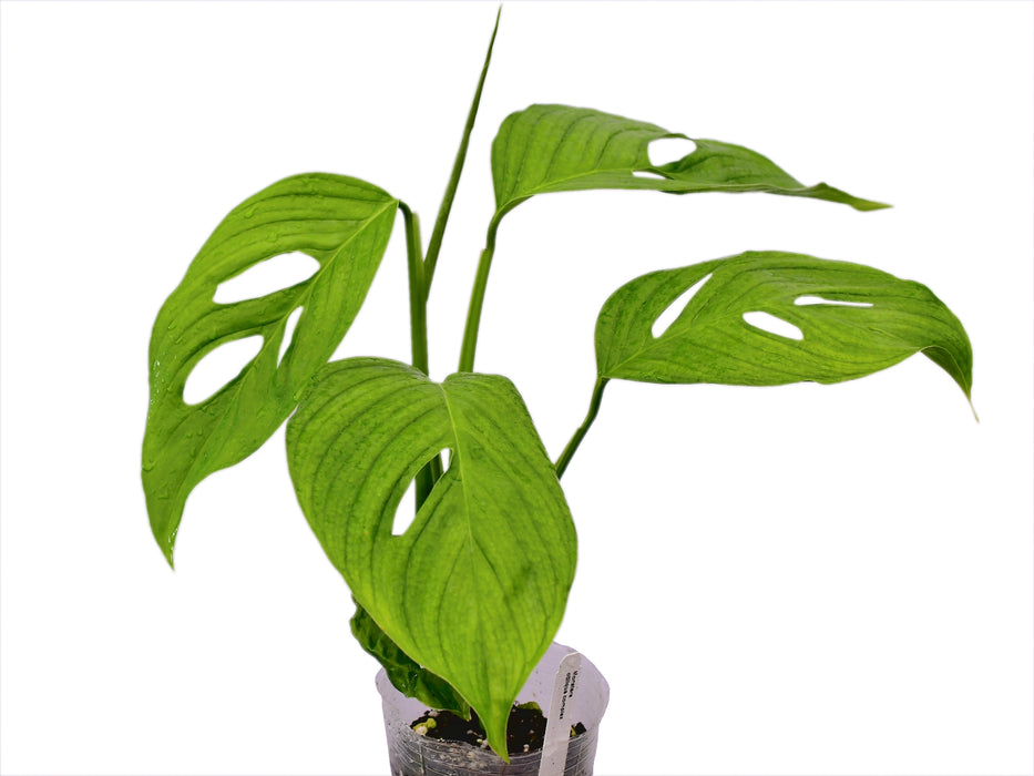 Monstera obliqua complex