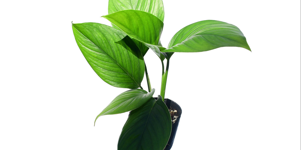 Monstera pinnatipartita — Ecuagenera USA Corp