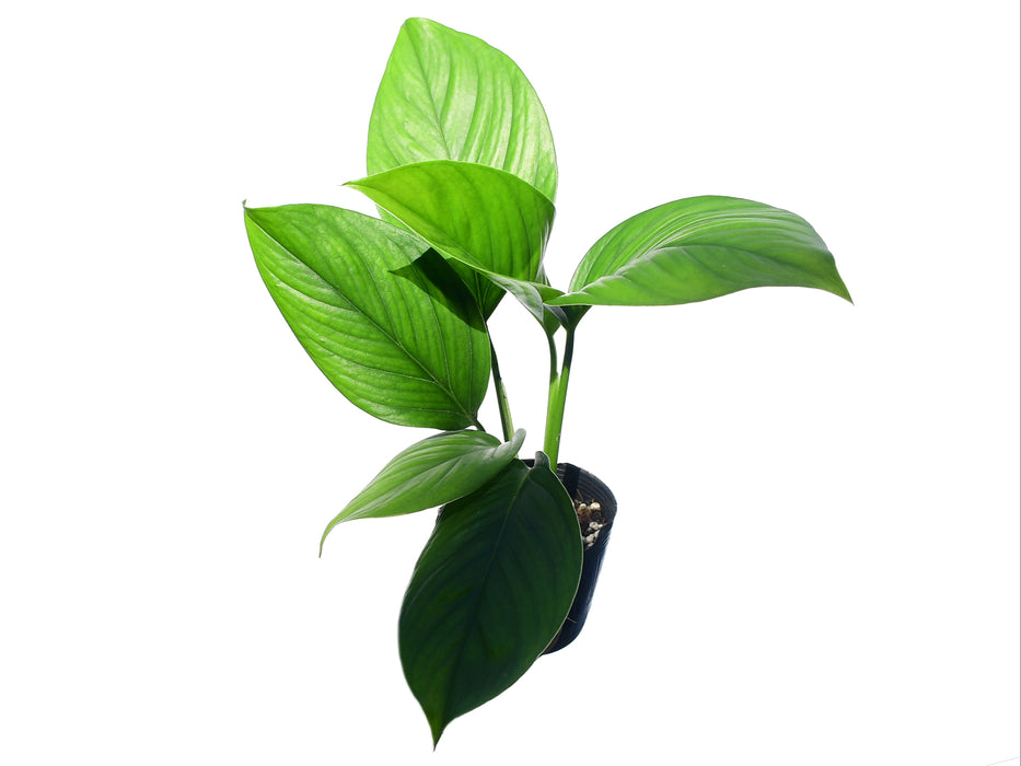 Monstera pinnatipartita
