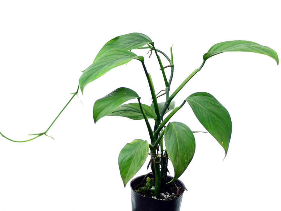 Monstera pinnatipartita