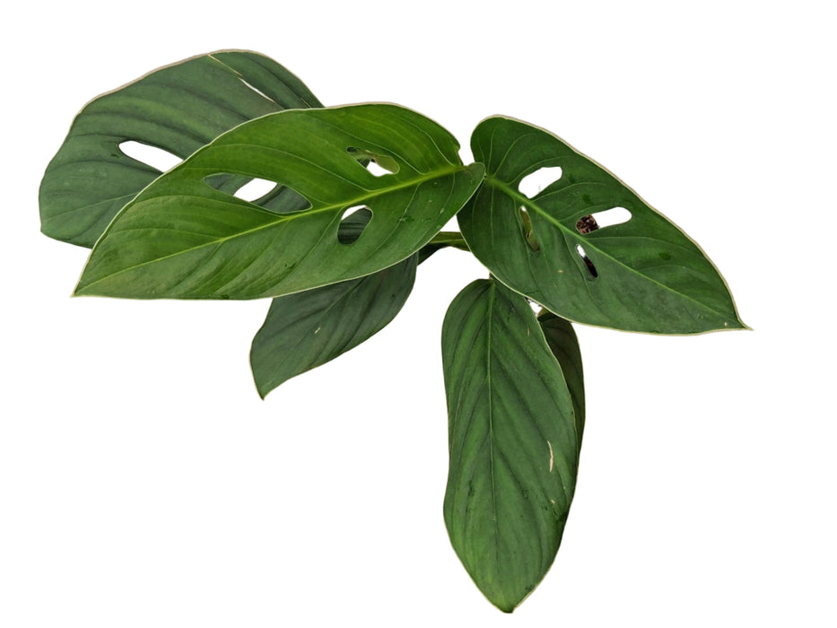 Monstera radicans 'Amazonas'