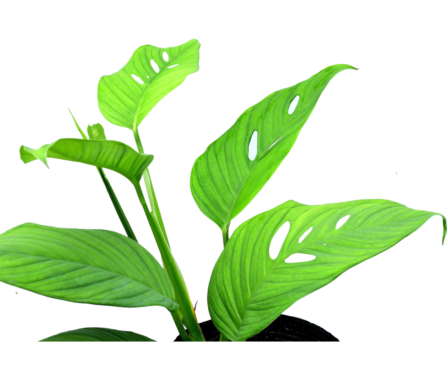 Monstera sp 'Paquisha'