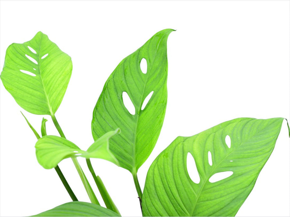 Monstera sp 'Paquisha'
