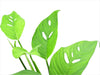 Monstera sp 'Paquisha'