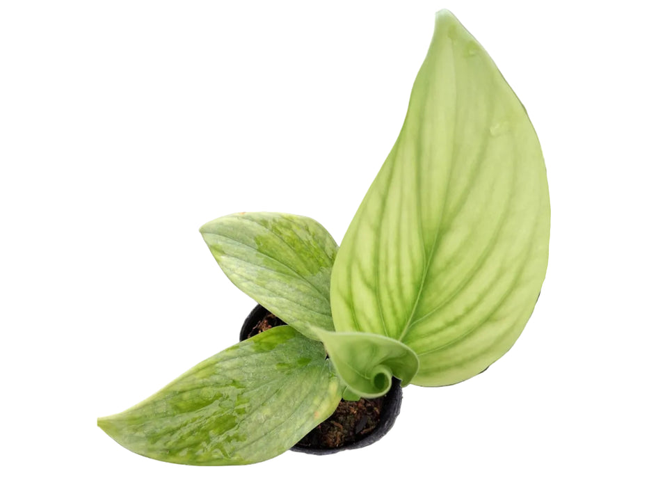 Monstera spruceana aff
