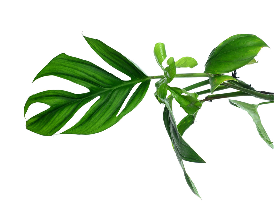 Monstera spruceana aff