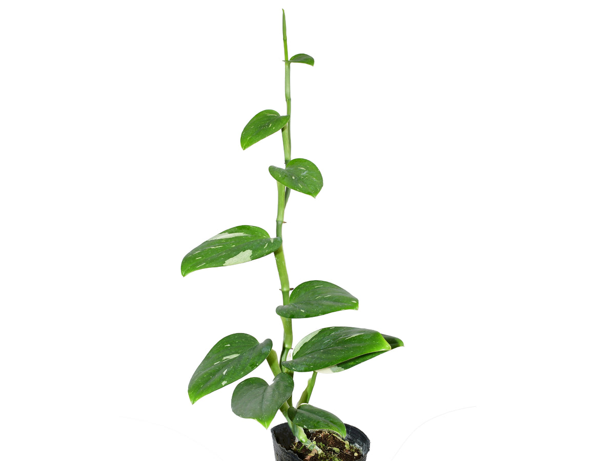 Monstera standleyana — Ecuagenera USA Corp