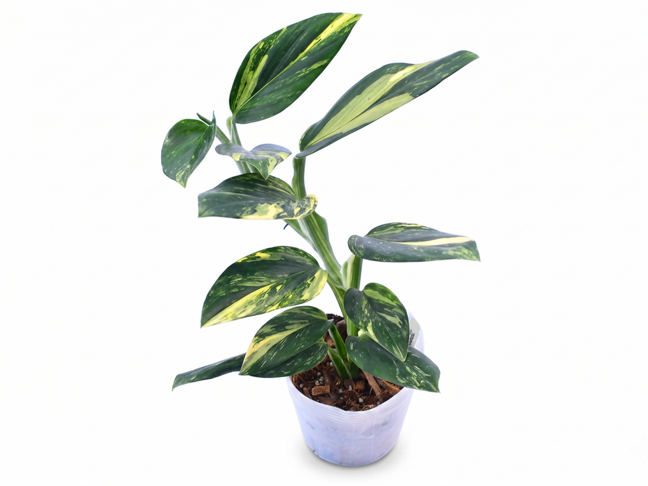 Monstera standleyana variegated (S)