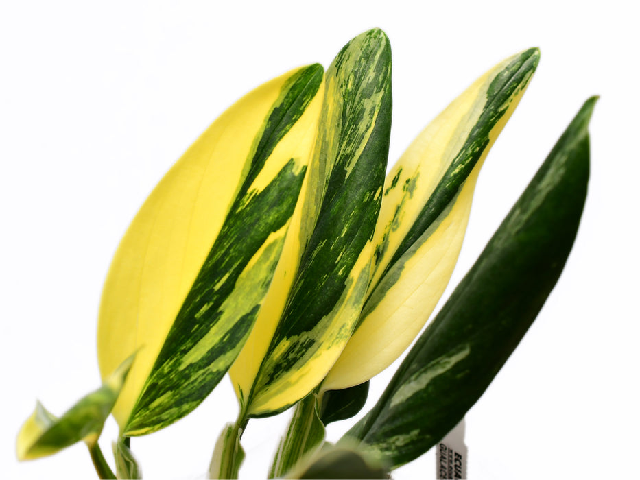 Monstera standleyana variegated (S)