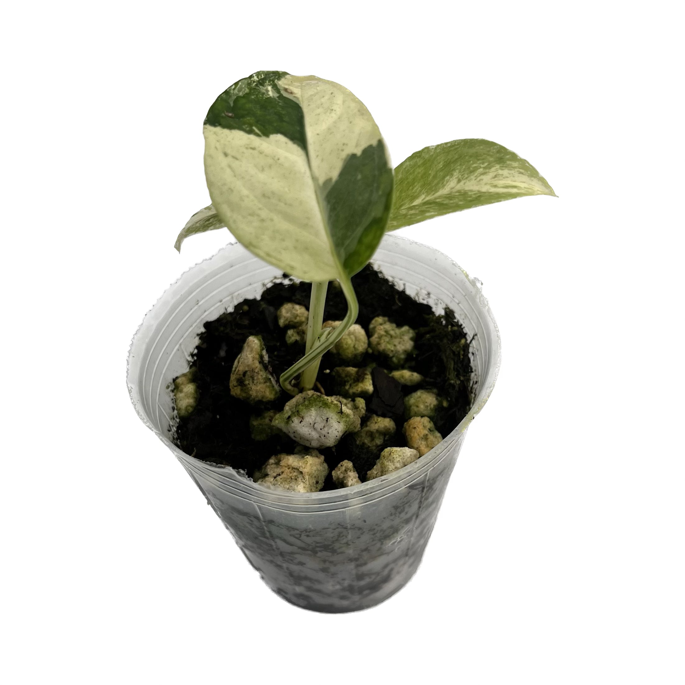 Monstera laniata mint — Ecuagenera USA Corp