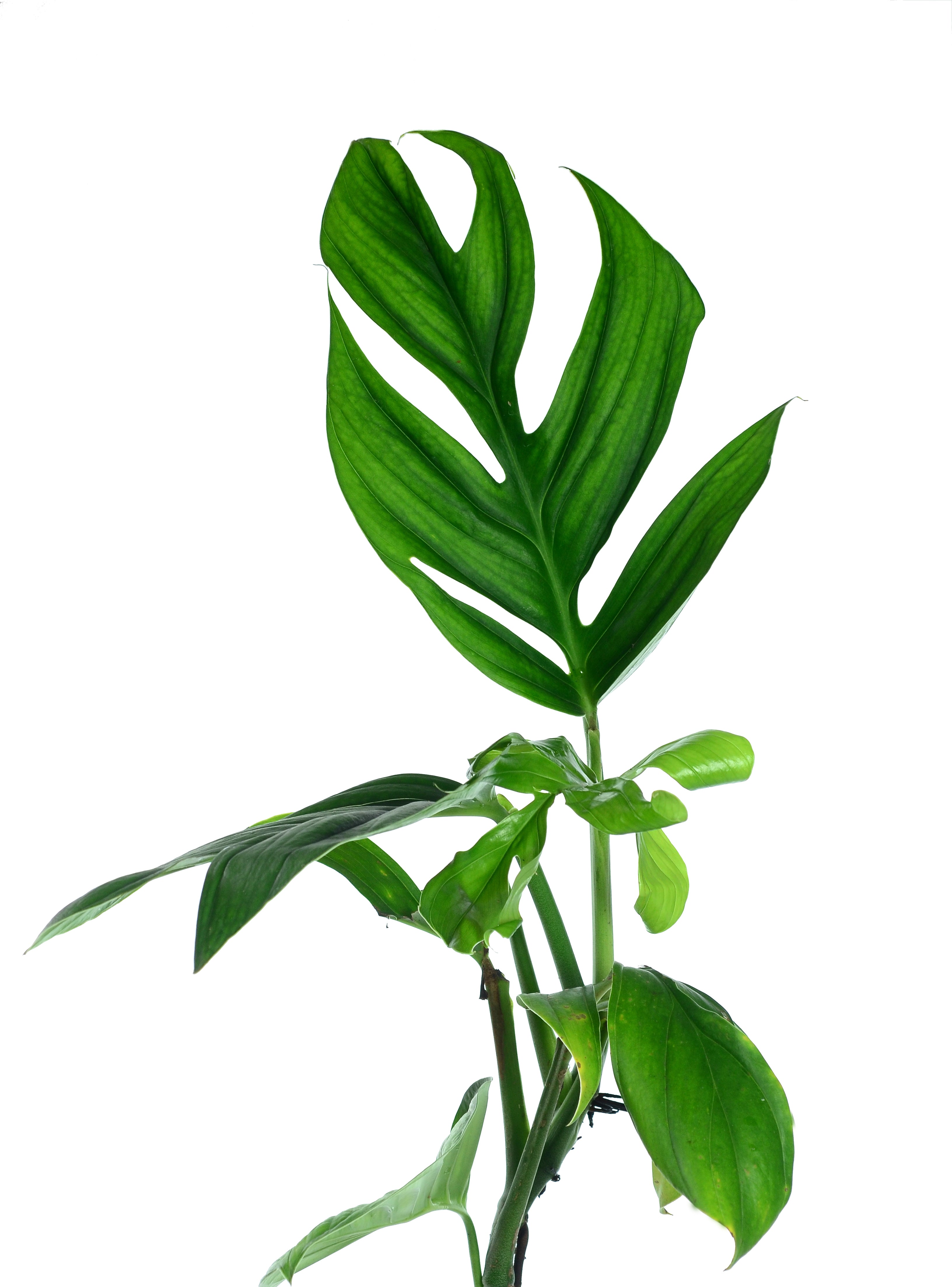 希少　モンステラ　スプルセアナ　Monstera spruceana Monstera spruceana aff — Ecuagenera USA Corp