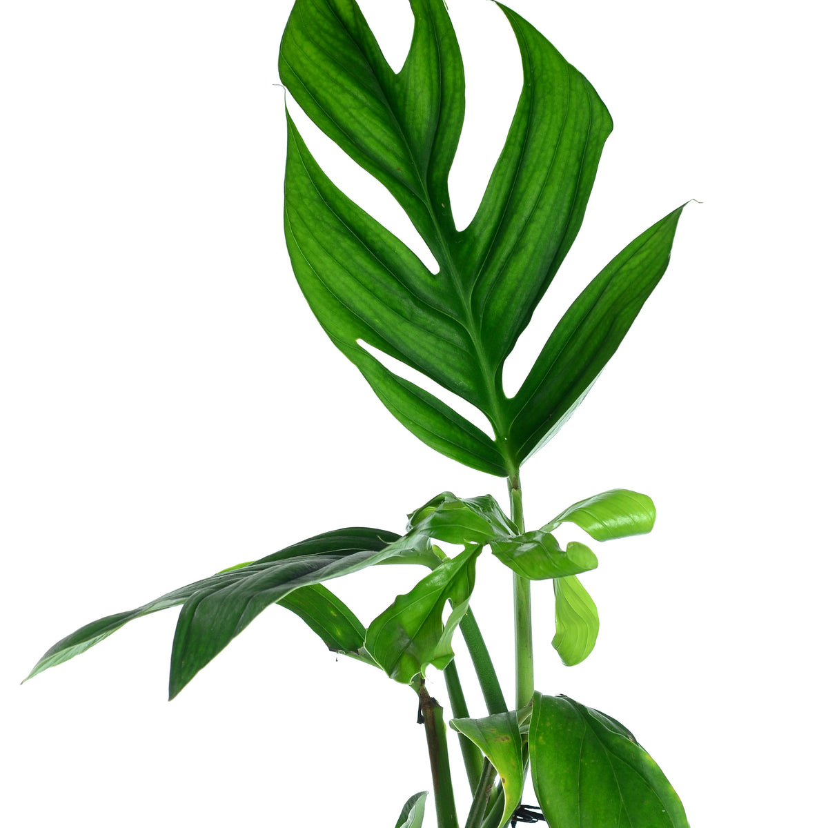 モンステラ　Spruceana スプルセアナ　3.5号 Monstera spruceana aff — Ecuagenera USA Corp