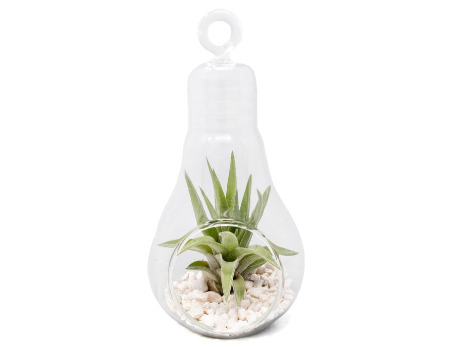 Hanging Light Bulb Terrarium with Crushed White Stones and Tillandsia Air Plant